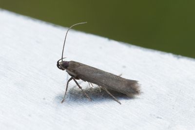 1171 Vitsprötad dystermal - Monochroa tenebrella