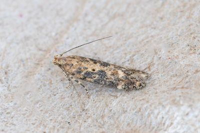 1291 Ögonsmåstävsmal - Scrobipalpa ocellatella