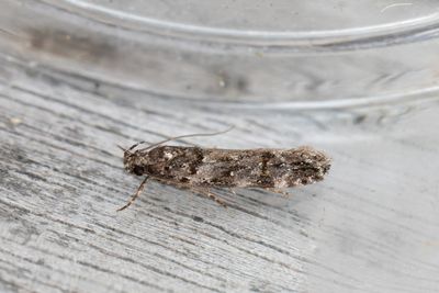 1344 Syrabladmal - Teleiopsis diffinis
