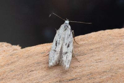 1354 Grå björkkantmal - Carpatolechia proximella
