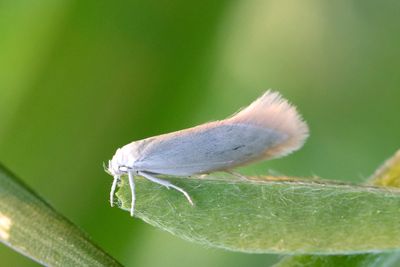 1384 Silvergräsmal - Elachista argentella