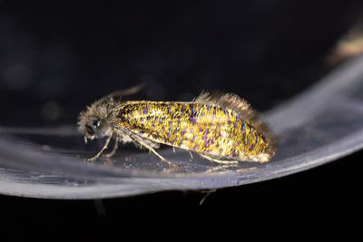 14 Ekpurpurmal - Dyseriocrania subpurpurella
