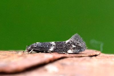 1436 Svarthövdad gräsmal - Elachista atricomella