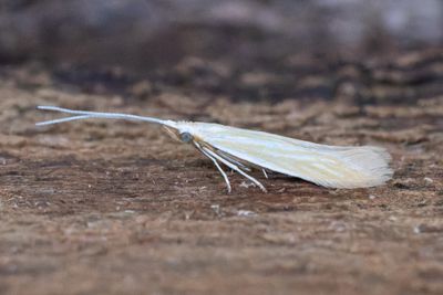1651 Stinksyskesäckmal - Coleophora lineolea