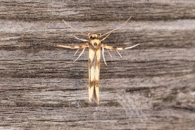 1738 Alspretmal - Stathmopoda pedella