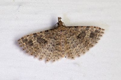 1764 Kaprifolfjädermott - Alucita hexadactyla