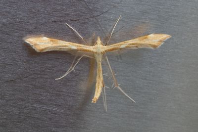 1785 Röllikafjädermott - Gillmeria pallidactyla