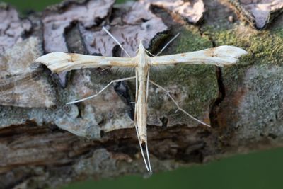 1787 Renfanefjädermott - Gillmeria tetradactyla
