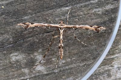 1789 Stormhattsfjädermott - Amblyptilia punctidactyla