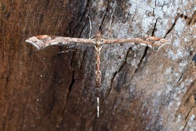 1790 Stinksyskefjädermott - Amblyptilia acanthadactyla