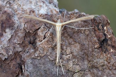 1795 Teveronikefjädermott - Stenoptilia pterodactyla