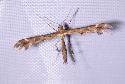 1811 Gråfibblefjädermott - Oxyptilus pilosellae