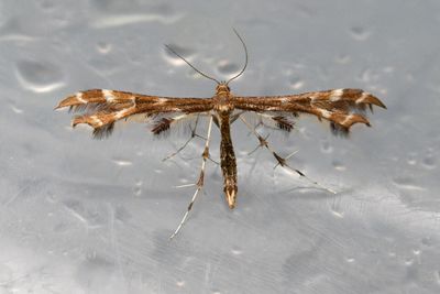 1820 Humleblomsterfjädermott - Geina didactyla