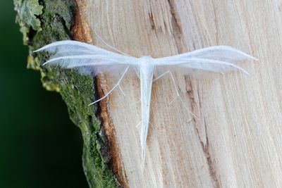 1827 Vitt fjädermott - Pterophorus pentadactylus