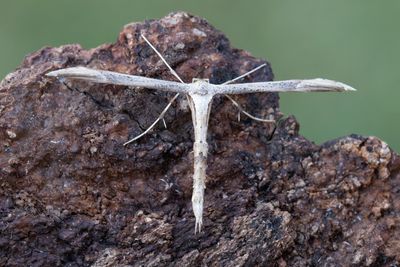 1842 Grått krisslefjädermott - Oidaematophorus lithodactylus