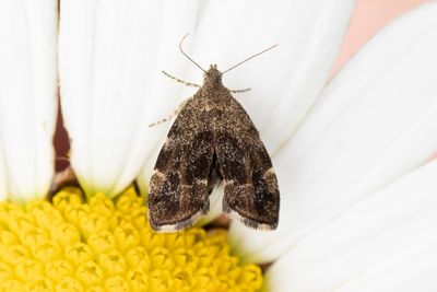 1892 Bredvingad nässelmal - Anthophila fabrciana