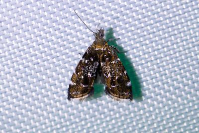 1894 Glansig frossörtsmal - Prochoreutis myllerana