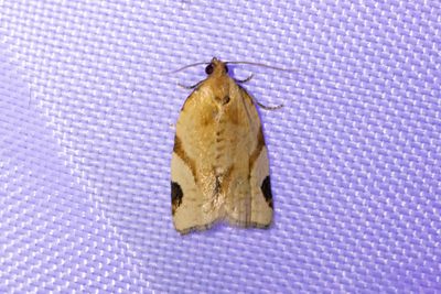 1927 Blåbärsbredvecklare - Paramesia gnomana
