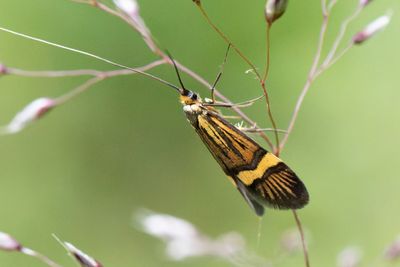 194 Lövskogsantennmal - Nemophora degeerella
