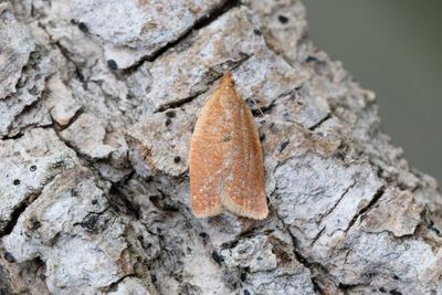 1967 Fållad askvecklare - Clepsis consimilana