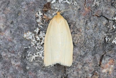 1978 Timotejbredvecklare - Zelotherses paleana