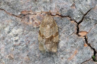 1987 Berberisbredvecklare - Choristoneura diversana
