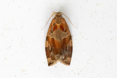 2002 Trysommarvecklare - Archips xylosteanus