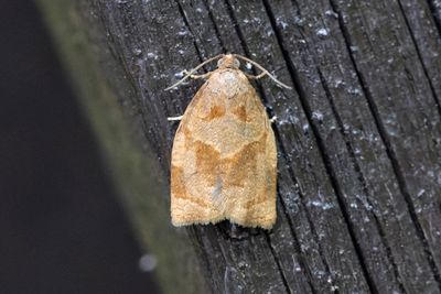 2003 Häcksommarvecklare - Archips rosanus