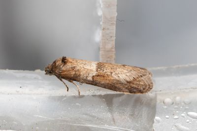 2014 Vårlångvecklare - Tortricodes alternella
