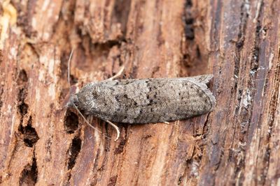 2022 Ospec. gråvecklare - Cnephasia sp.