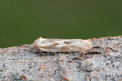 2032 Gulaktig gråvecklare - Cnephasia longana