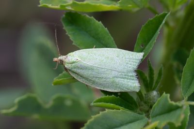 2036 Ekvecklare - Tortrix viridana