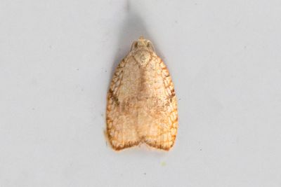 2041 Lönnbredvecklare - Acleris forsskaleana