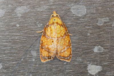 2042 Törnrosvecklare - Acleris bergmanniana