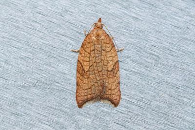 2051 Sikelhöstvecklare - Acleris rhombana
