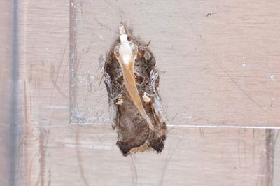 2059 Rosenvårvecklare - Acleris cristana
