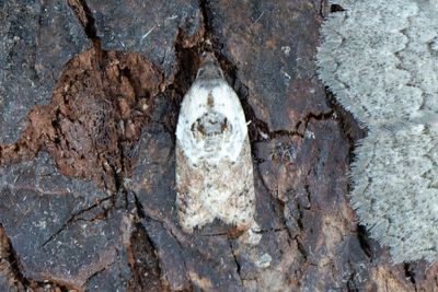 2060 Vitbrokig rosenhöstvecklare - Acleris variegana