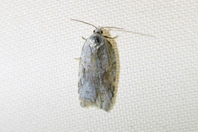 2080 Björkvårvecklare - Acleris logiana