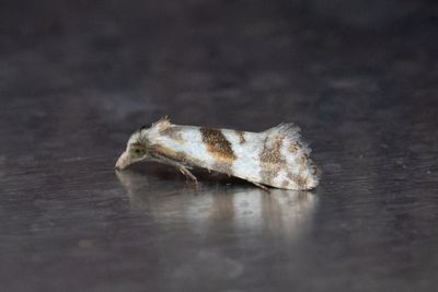 2099 Malörtsvecklare - Cochylimorpha woliniana