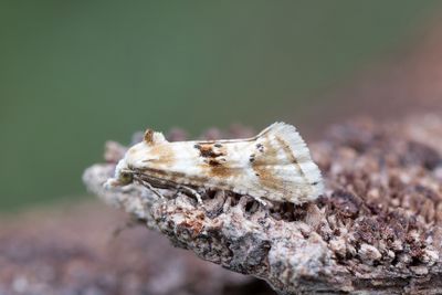 2101 Väddklintsblomvecklare - Cochylimorpha alternata