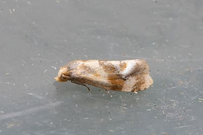 2109 Kamomillblomvecklare - Gynnidomorpha luridana