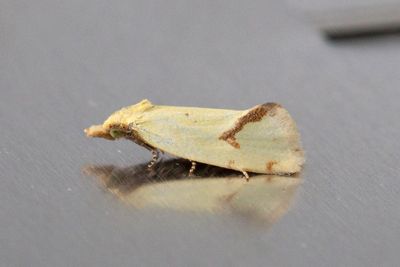 2116 Tistelgulvecklare - Agapeta hamana