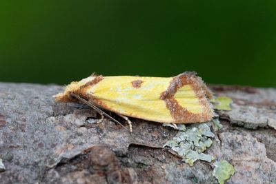 2117 Klintgulvecklare - Agapeta zoegana