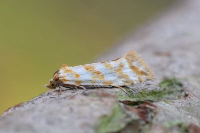 2125 Röllikablomvecklare - Aethes margaritana
