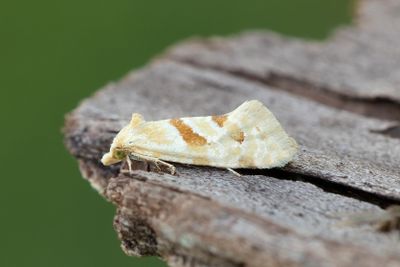 2130 Fältblomvecklare - Aethes smeathmanniana