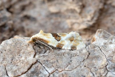 2138 Tistelblomvecklare - Aethes cnicana