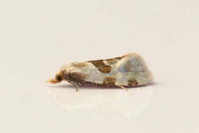 2140 Kardborrblomvecklare - Aethes rubigana