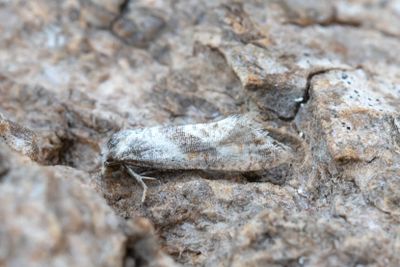 2149 Mörkbrämad gullrisblomvecklare - Cochylidia implicitana