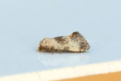 2165 Vit korgblomvecklare - Cochylis posterana