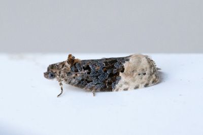 2190 Gulanlupen björkknoppvecklare - Apotomis betuletana